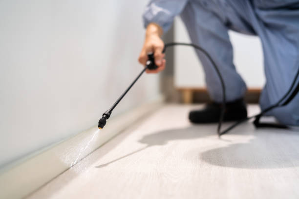 Professional exterminator conducting IPM assessment in Spearman