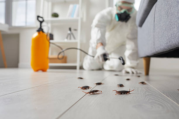 Commercial Kitchen Cockroach Control in Spearman